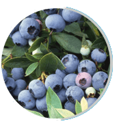 Bilberry